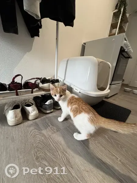 Chat trouvé à Saint-Forgeux (69) - photo