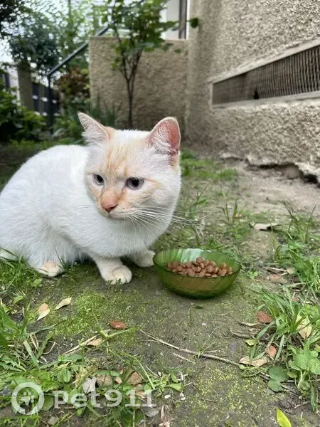 Jeune chat trouvé à Toulouse - photo
