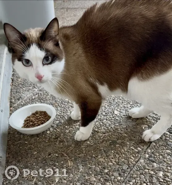 Chat trouvé, Quai de France, Grenoble - photo