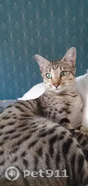 Chat tacheté gris perdu à Poisvilliers - photo