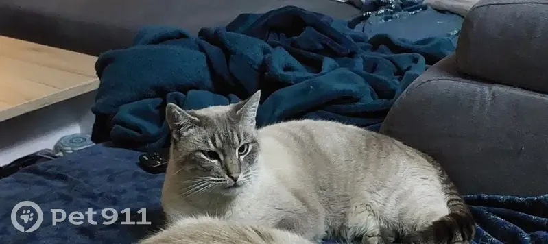 Tigrou, chat mâle perdu à Assat - photo