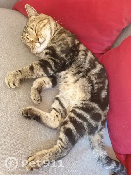 Chat tigré Minichat perdu à Malakoff - photo