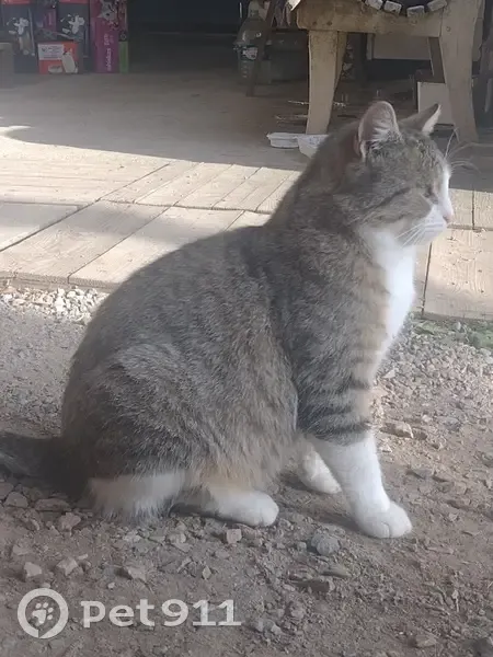 Chat trouvé à Sondersdorf, rue du Général - photo