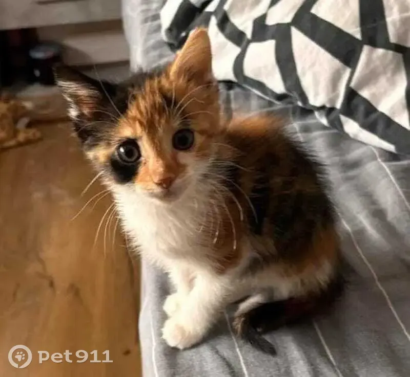 Chaton perdu à Venansault depuis le 30/10 - photo