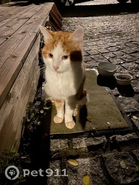 Chat blanc et roux trouvé à Sainte-Terre - photo