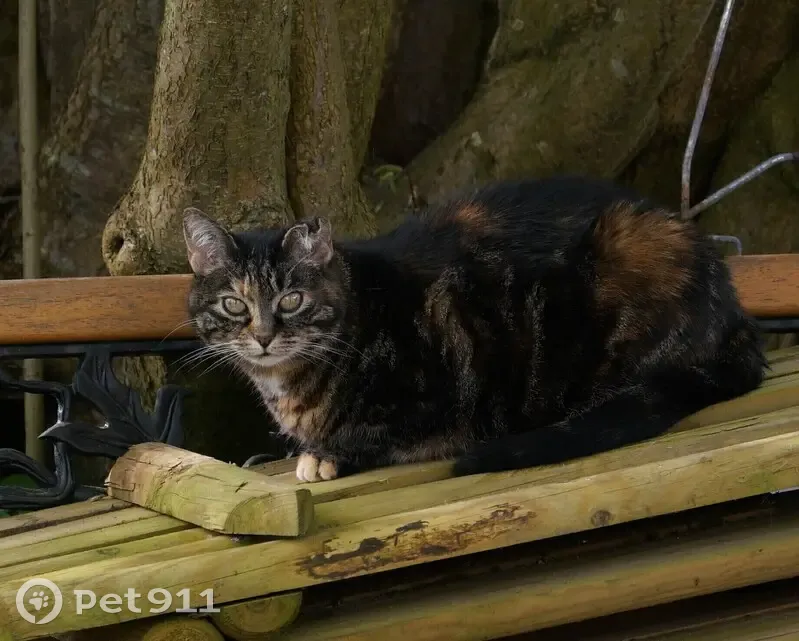 Chatte tigrée perdue à Quincy-Voisins - photo