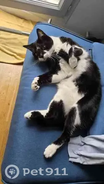 Chat perdu à Vitry-sur-Seine : Noctis - photo