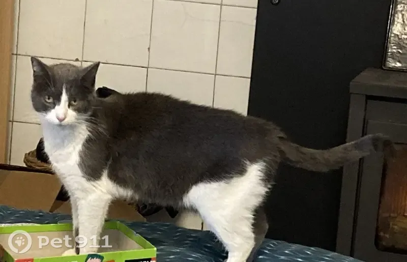 Chatte disparue à Urrugne depuis le 02/11 - photo