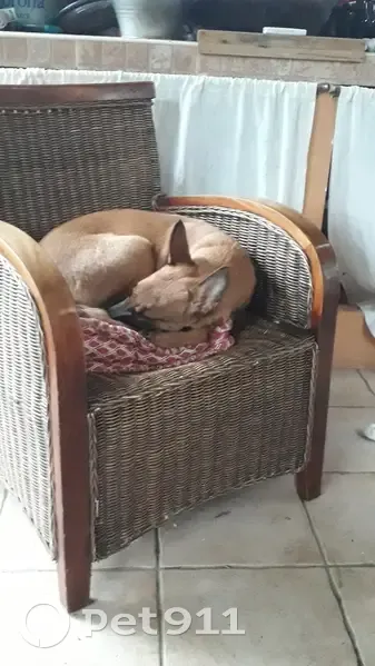 Chienne marron type Malinois trouvée à Genas - photo