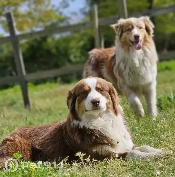 Chiens disparus à Saint-Mars-de-Coutais - photo