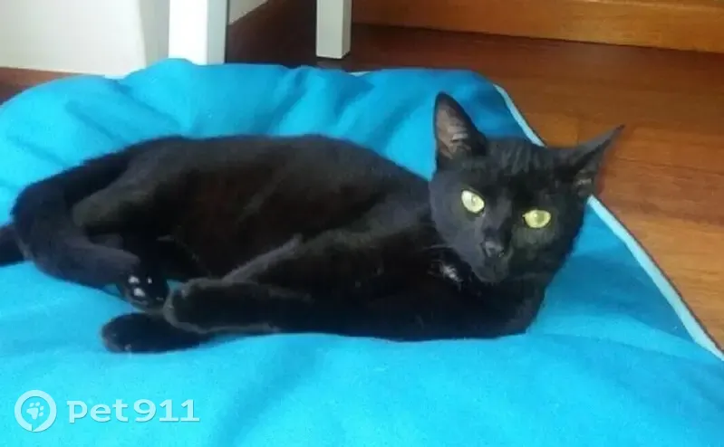 Chatte noire perdue aux Arbods, Peyrus - photo