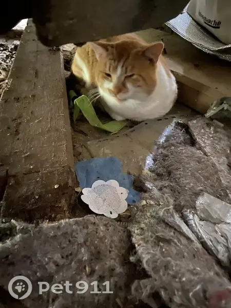 Chat trouvé à Morvillers, sociable maintenant - photo