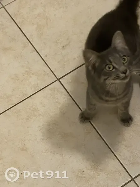 Chat gris/bleu trouvé rue André Ampère - photo