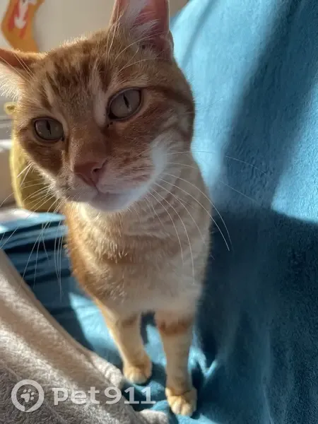Chat roux mâle perdu, très gentil et peureux - photo