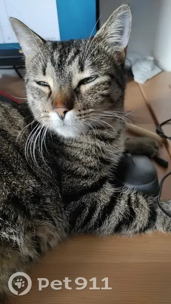 Chat européen brun rayé perdu à Nandy - photo