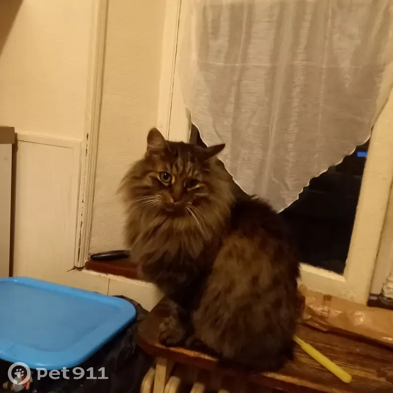 Houky disparu : chat marron à queue coupée - photo
