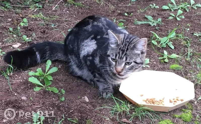 Jeune chatte tigrée trouvée à Saint-Raphaël - photo