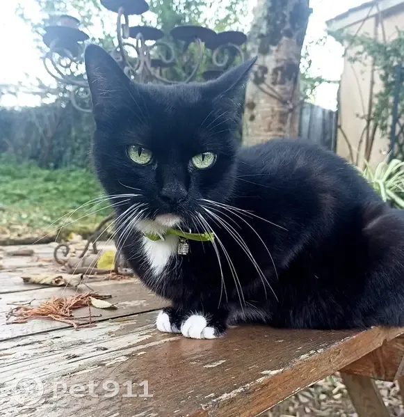Chat noir trouvé, menton et pattes blancs - photo