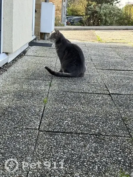 Chat trouvé rue Jean Marc Laurent - photo