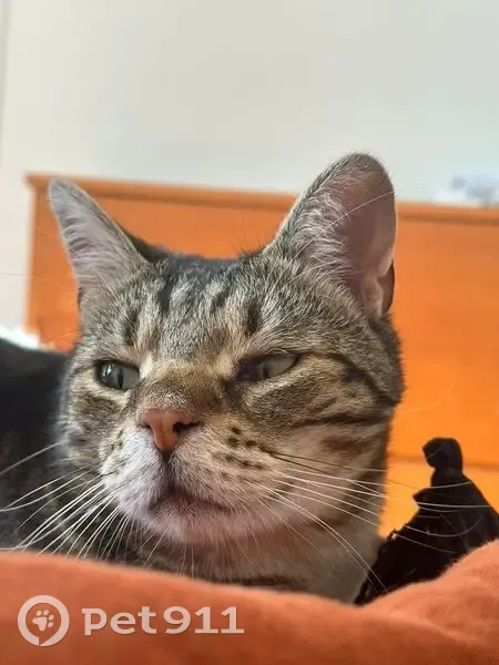Chat tigré Rino disparu à Colombes - photo