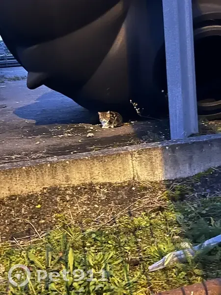 Chatons maigres trouvés près de Prolians Bègles - photo