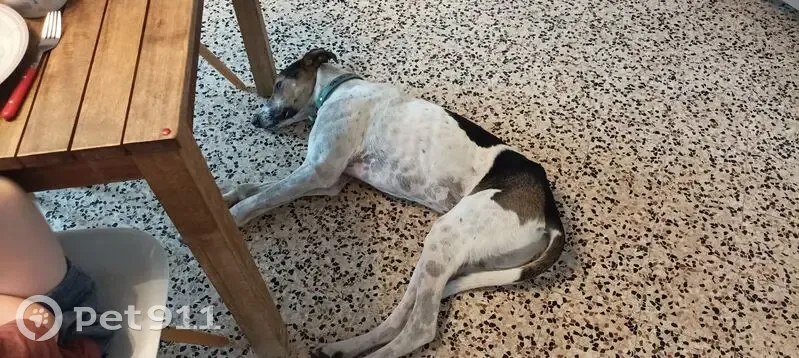 Chien perdu : grand, blanc, tête marron - photo
