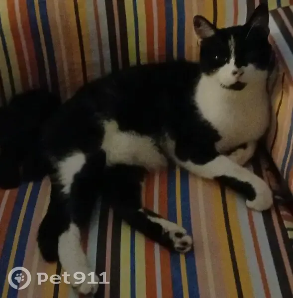 Chat noir et blanc disparu à Ussac - photo
