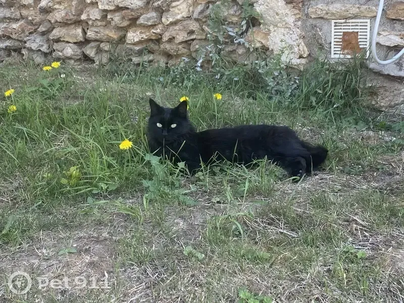 Chatte noire disparue à Sermaise - photo