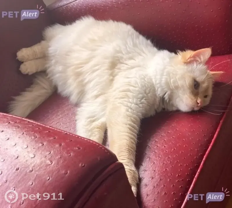 Chat blanc perdu, yeux bleus, Nancy - photo