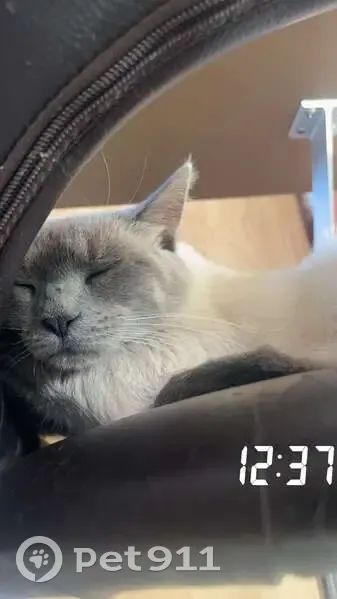 Chat croisé siamois disparu à Leforest - photo