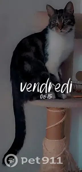 Aidez à retrouver T'choupi, chat perdu 🐾 - photo