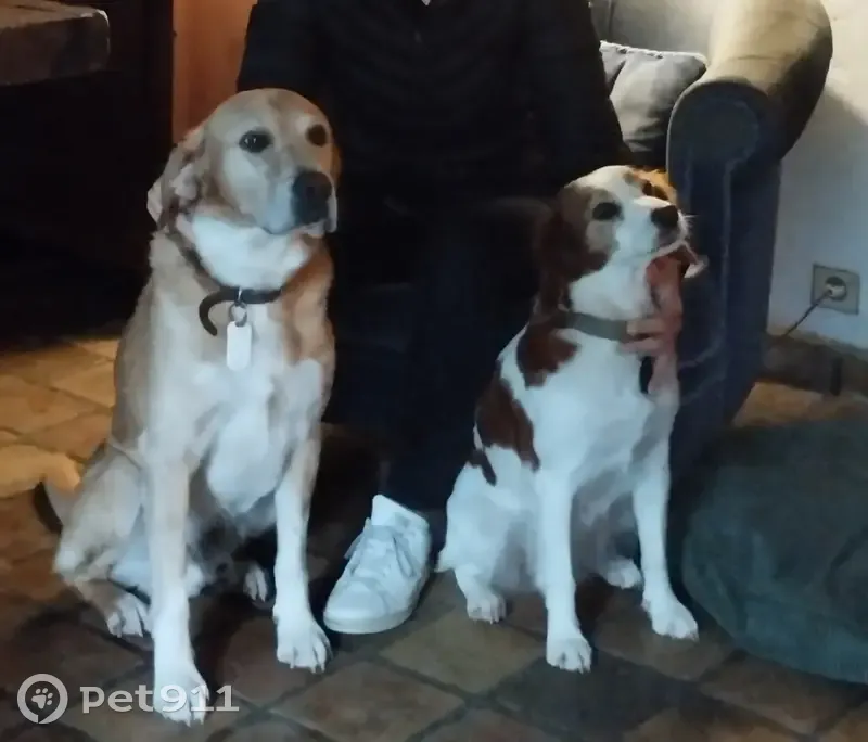 Deux chiens disparus au Rouret - photo