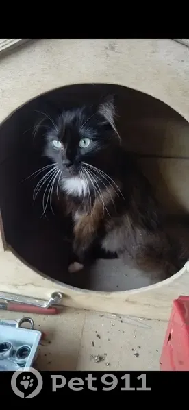 Chat perdu à Antezant-la-Chapelle - photo