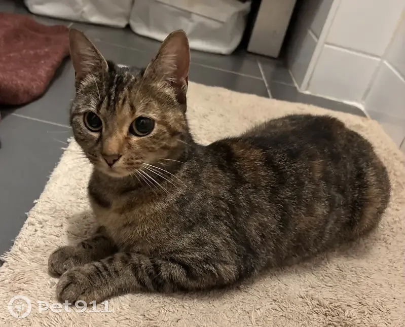 Jeune chat tigre trouvé à Montrouge - photo