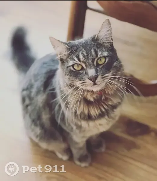 Chat perdu à Hasnon : Nylo, 7 ans, yeux verts - photo