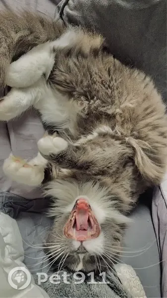 Chat perdu : Merlin, 5 ans, gris et blanc - photo