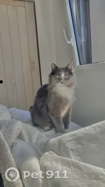 Chat gris Merlin disparu à Pluneret - photo