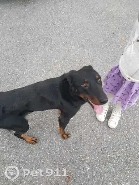 Beauceron trouvé, gentil, non castré - photo