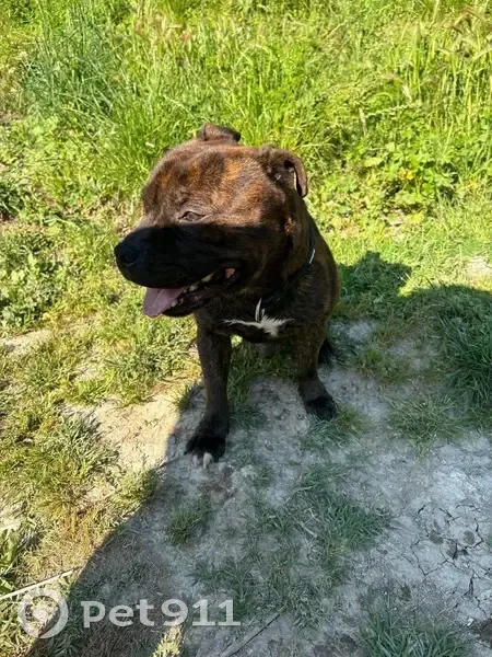 Staffie bringé perdu à Callas - photo