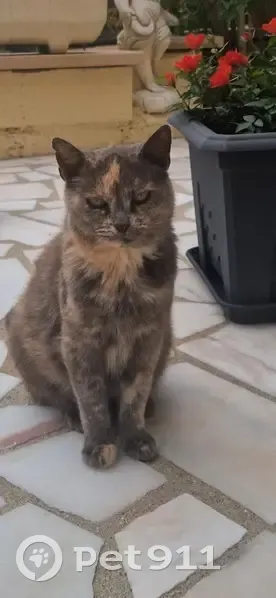 Chatte écailles perdue à Limay - photo