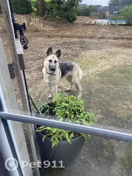 Berger allemand trouvé à Saint-Quentin - photo
