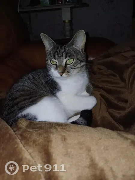 Musette, chatte douce disparue à Saint-Médard - photo