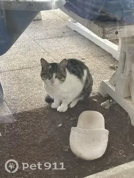 Chat mâle trouvé sans collier à Damvix - photo