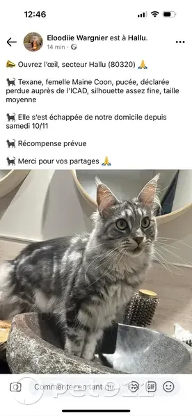Chat perdu, Rue du Marquis de Nesle - photo