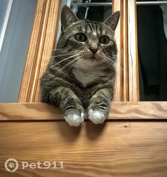 Chatte tabby 15 ans perdue à Rouen - photo