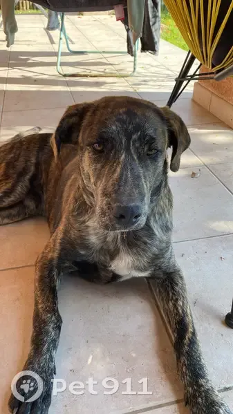 Chien mâle cursinu trouvé à Afa, sociable - photo