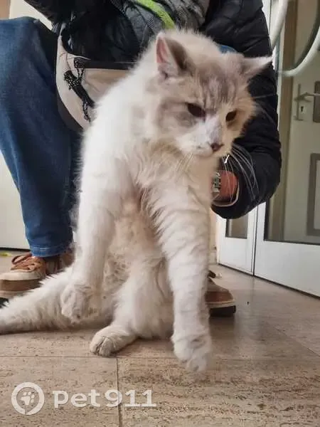 Chatte affectueuse trouvée à Châtillon - photo
