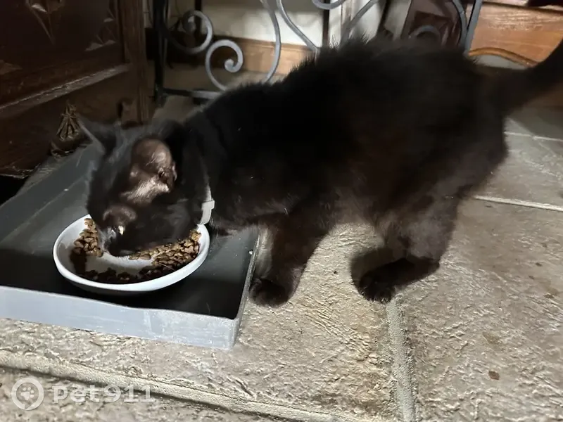 Chaton noir trouvé avec collier à St-Christophe - photo