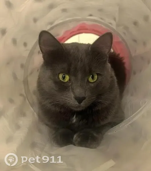 Chat gris perdu à Épinay-sur-Orge - photo