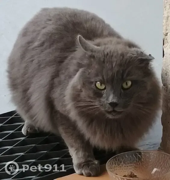 Chat gris disparu, mâle castré, Baillargues - photo